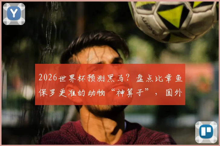 2026世界杯预测黑马？盘点比章鱼保罗更准的动物“神算子”，国外猫咪21场连胜记录揭秘